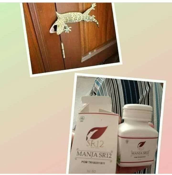 🤭 Apa hubungannya cicak kejepit pintu sama manjakani SR12....??? 🤔🤔🤔 Pengakuan emak-emak ini memang horooorrrr😅😅😅 Pasutri insyaAllah paham🤗#ManjakaniSR12Ready ya🌹 Manja Butir🌹 Manja KapsulWA/Telegram👉0821-5799-8873AGEN RESMI SR12 HERBAL SKINCARE BALIKPAPAN KAL-TIMMampir ke shopeeku yuk👇shopee.co.id/agenresmisr12Atau tokpedku👇tokopedia.com/sr12balikpapan______(Dapatkan harga terbaik sesuai katalog, bisa pake voucher free ongkir lo..bisa COD juga lo...)Gerceeep🎉🎉🎉