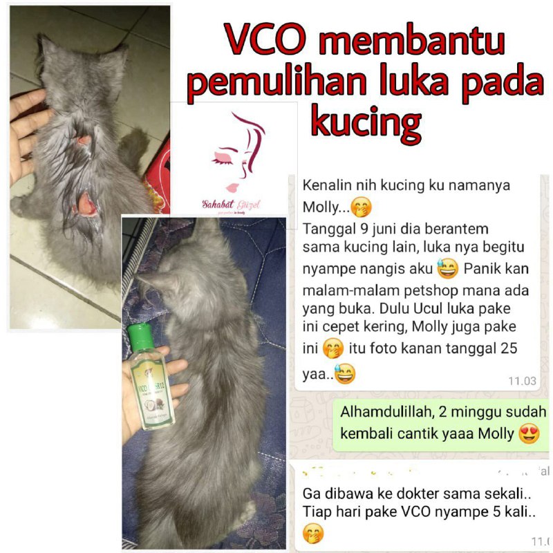 Yuk Para pencinta kucing......., jangan khawatir lagi ya jika kucingmu luka ..segera oles aja pakai VCO SR12,  insyaAllah luka nya cepat kering dan sembuh, dan juga jika ada jamur pada kucingmu segera oleskan VCO SR12 secara rutin ya, insyaAllah bulu nya akan tumbuh dan sehat kembali. MaasyaAllaah VCO SR12 bukan cuma bermanfaat buat manusia ya...🤩Ready STOCK 🤩🤩🤩WA/telegram 👉0821-5799-8873 AGEN RESMI SR12 HERBAL SKINCARE BALIKPAPAN, KAL-TIMAtau kunjungi toko online kami di👇